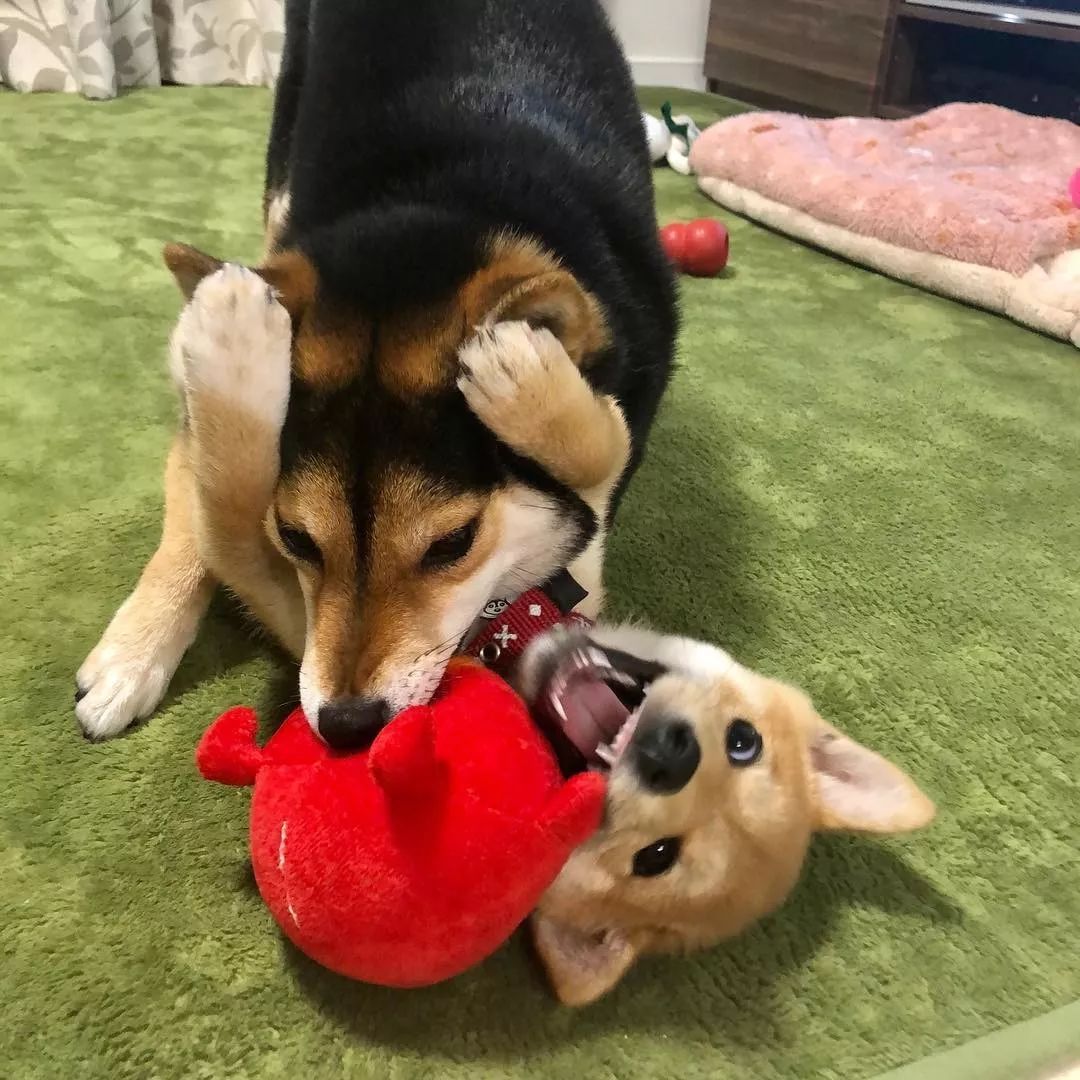日本俩柴犬,相爱相杀的搞笑画风,太惹人爱啦