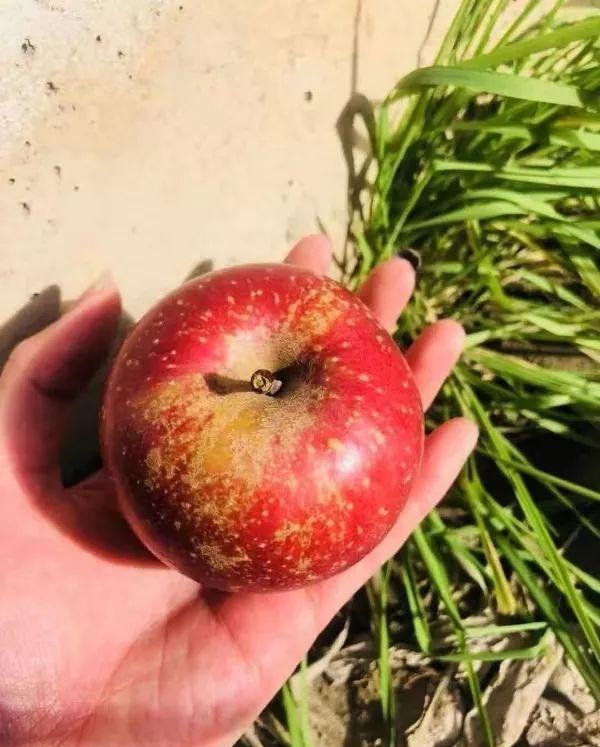 辰颐物语苹果虽丑但是找到了小时候的味道