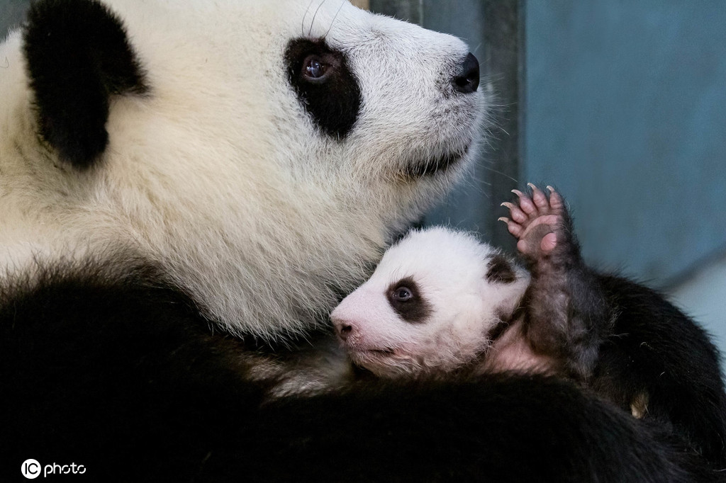 旅德大熊猫亲子照来袭 工作人员:熊猫宝宝体重增长15倍