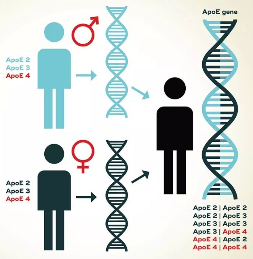 风险更高,但这并不绝对:遗传这种变异基因并不意味着这个人一定会得ad