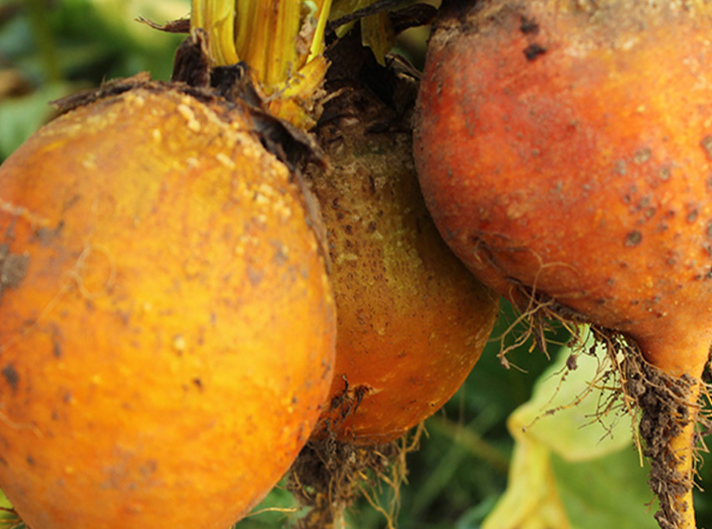 黄甜菜根你吃过吗?西餐高档摆盘,超好看__凤凰网