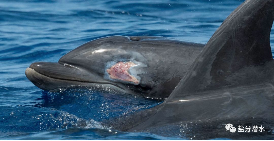 海豚宝宝事件图片