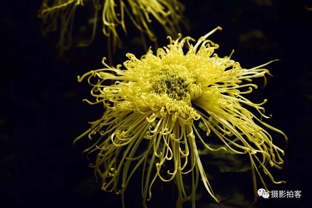 菊花花名场面图片