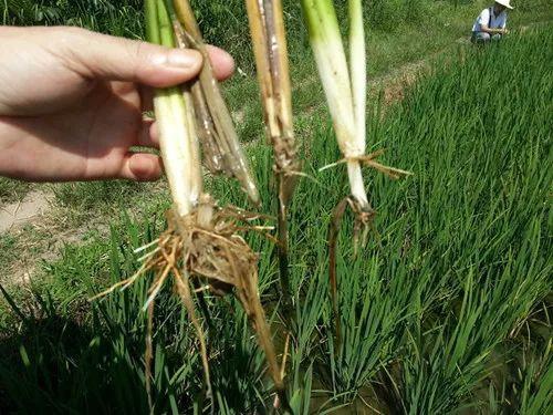 病虫害科普丨水稻细菌性基腐病的危害与防治