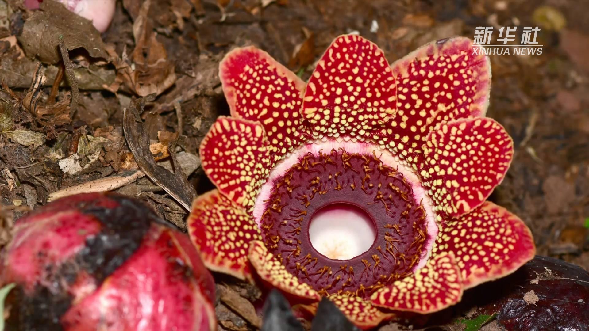 惊艳寄生花重现云南西双版纳