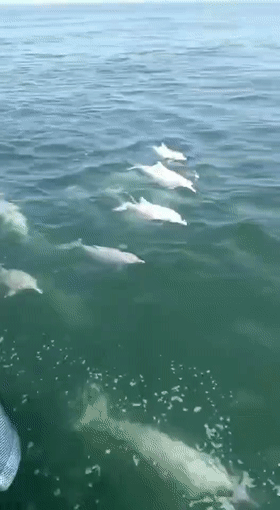 萌翻了!十多头中华白海豚"组团"出现在珠海海域!__凤凰网