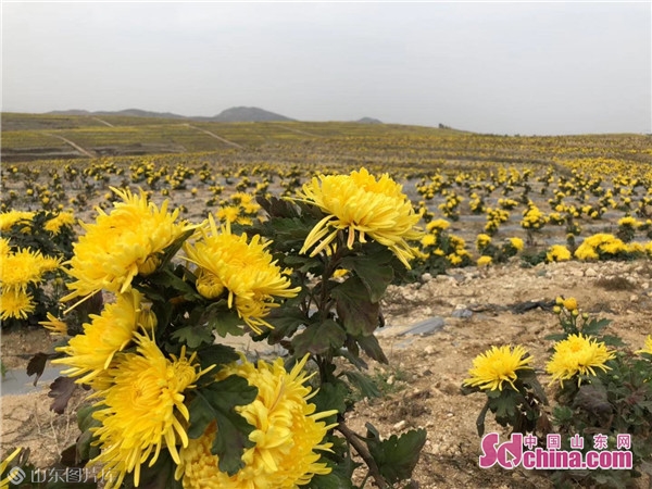 泰安"良心谷"扮靓美丽乡村 为乡村振兴注入新活力