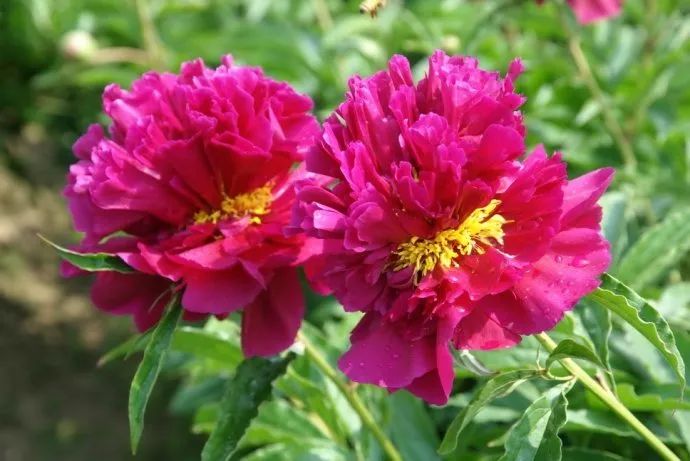 四相簪花:戴上金芍药 你就是下一个宰相