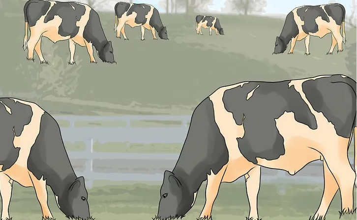 养殖创业日记养牛人要明白肉牛犊育肥几个月出栏利润最高