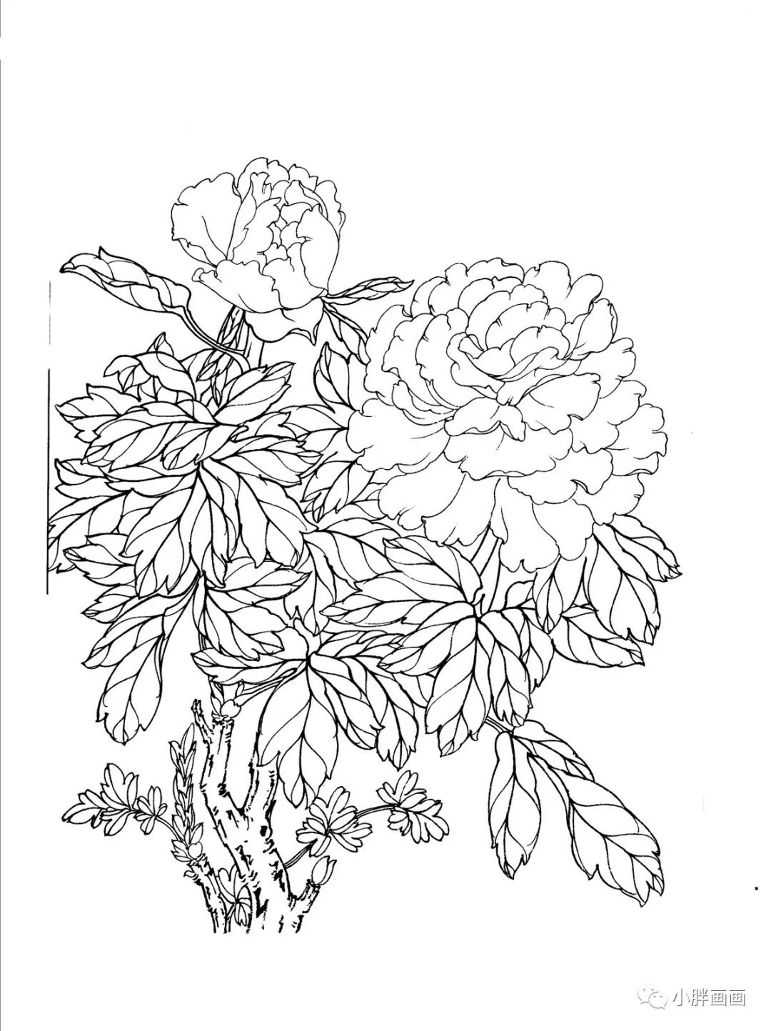 工笔画牡丹白描高清素材赶紧收藏