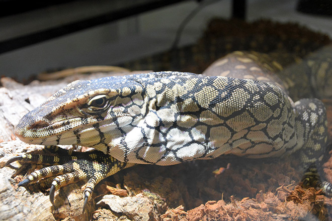 北青网讯 六名男子因涉嫌向日本走私两种稀有巨蜥而面临刑事指控,这种