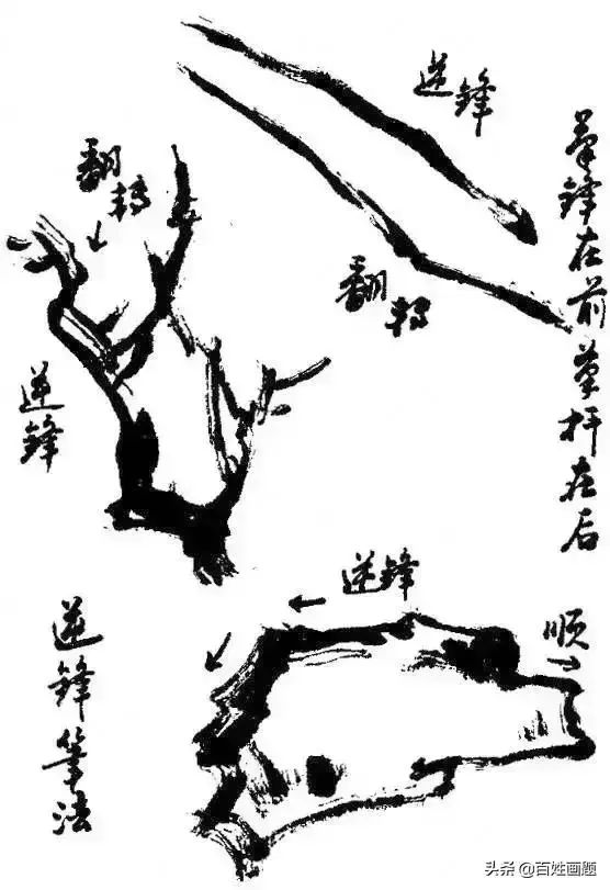 书画联盟丨写意花鸟画用笔和用墨技法