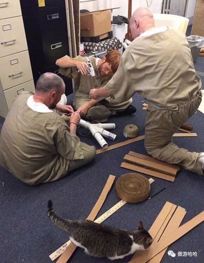 印第安纳州监狱里面的犯人表现好,就可以在监狱里领养一只猫咪__凤凰