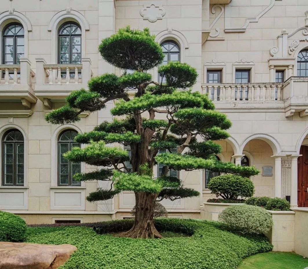 土豪们最爱的庭院树,简直太美了?