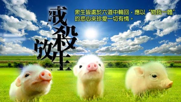 万物有灵善待一切有情法布施本文功德等同放生