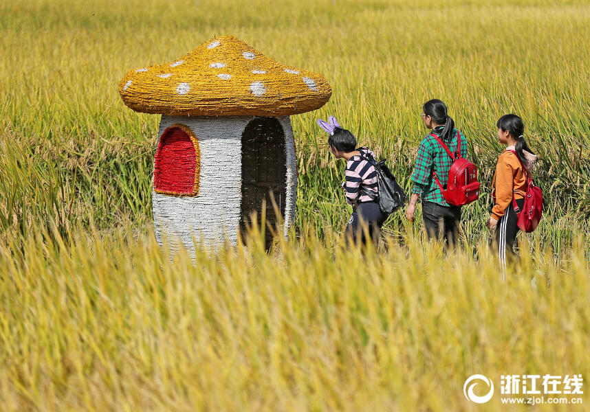 杭州:金秋时节感受稻田文化__凤凰网