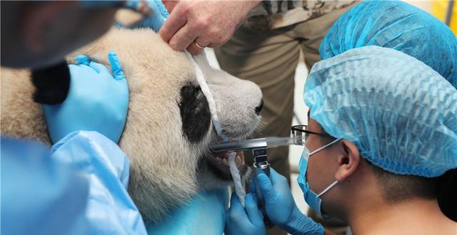 四川成都大熊猫接受体检查牙