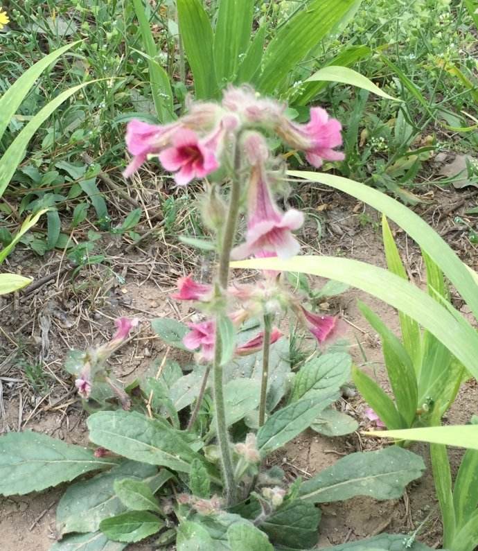 青饽饽开鹅黄色的小花,花谢后长出圆圆的立体果实,果实长大些剥开后
