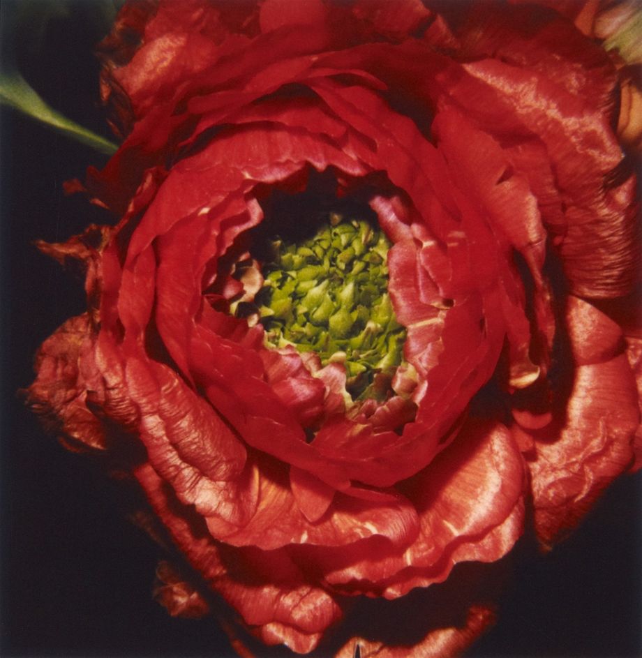 日本摄影大师荒木经惟镜头里的红_凤凰网