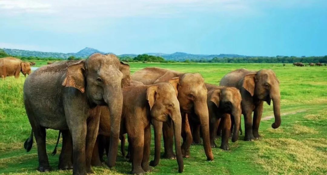 斯里兰卡全岛大象普查i关闭所有动物园