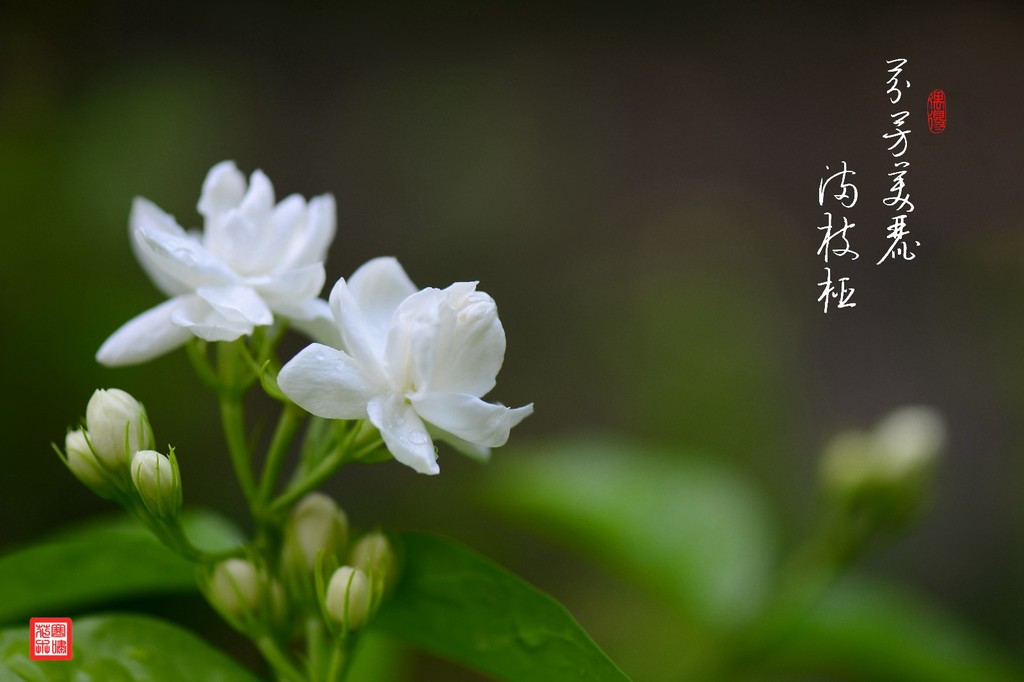芬芳美丽茉莉花