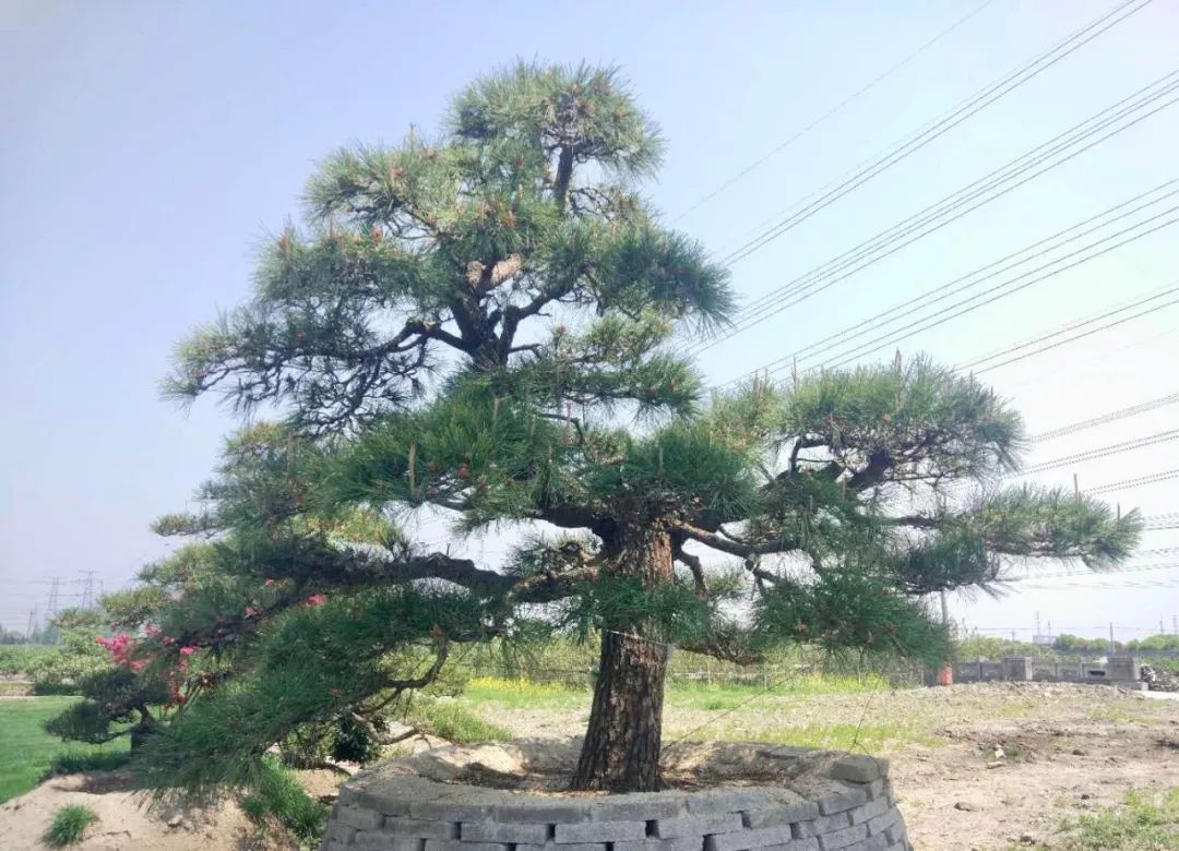 葱郁纤秀,富有诗情画意,集松类树种气,色,神之大成,是名贵的观赏树种