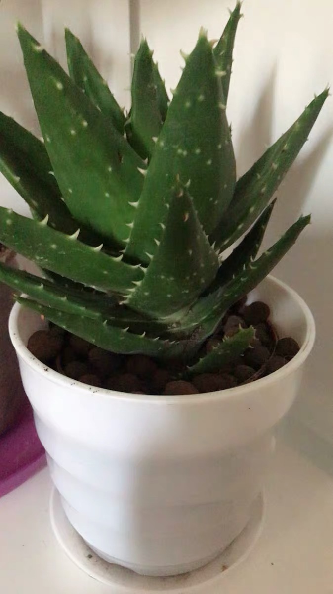 一波花卉芦荟怎么养芦荟养殖方法