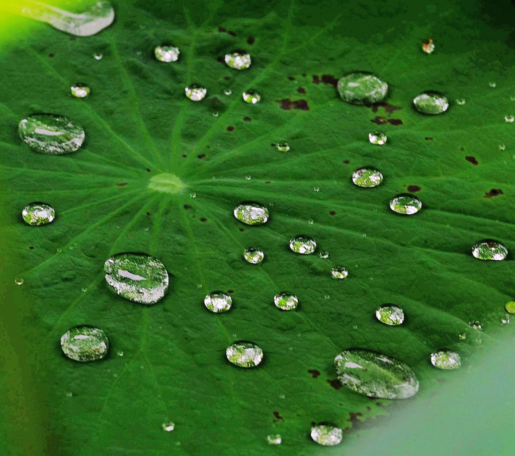 雨滴荷叶渭南