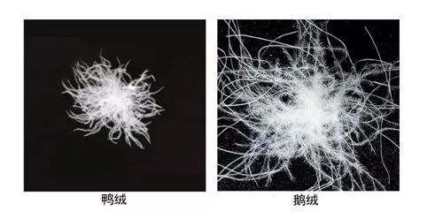 另外,气味也一直是鹅绒与鸭绒对比的焦点.