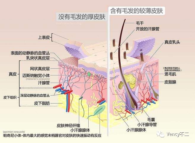 皮肤的层级结构