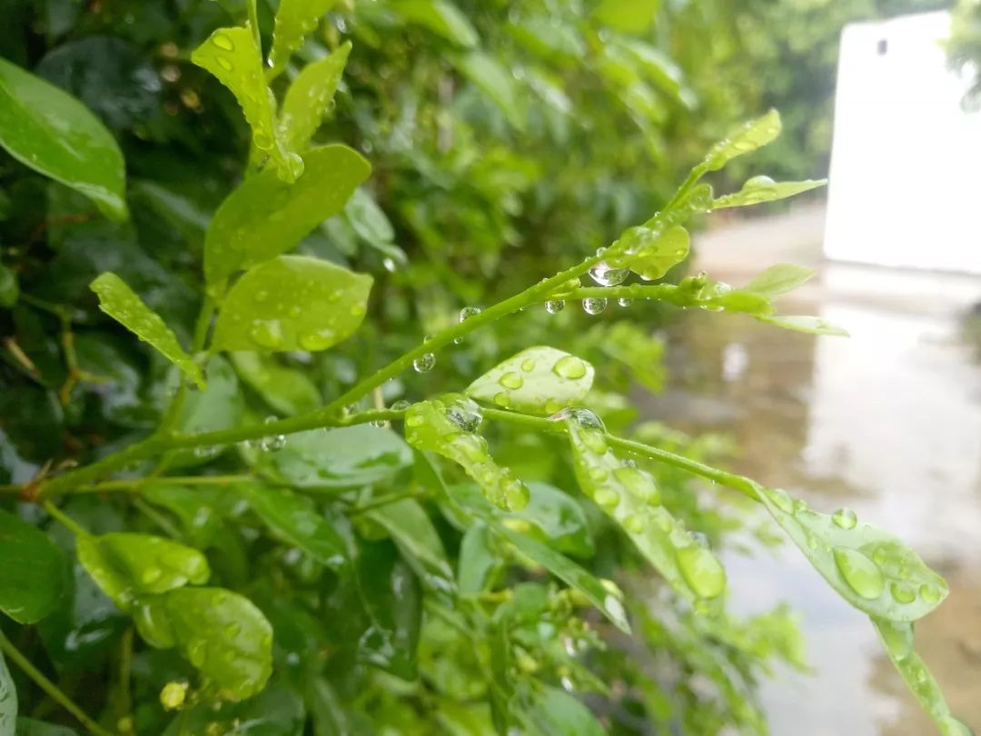 捕風捉影 | 天青色等煙雨,而我在等你__鳳凰網