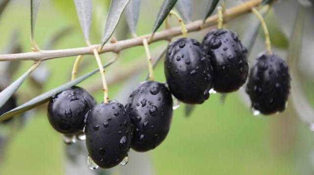 甘肃武都油橄榄果成熟农民白龙江畔淘宝