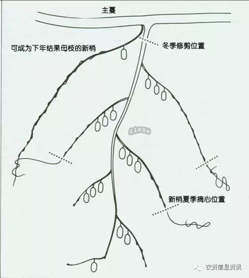 猕猴桃摘心技术图解图片