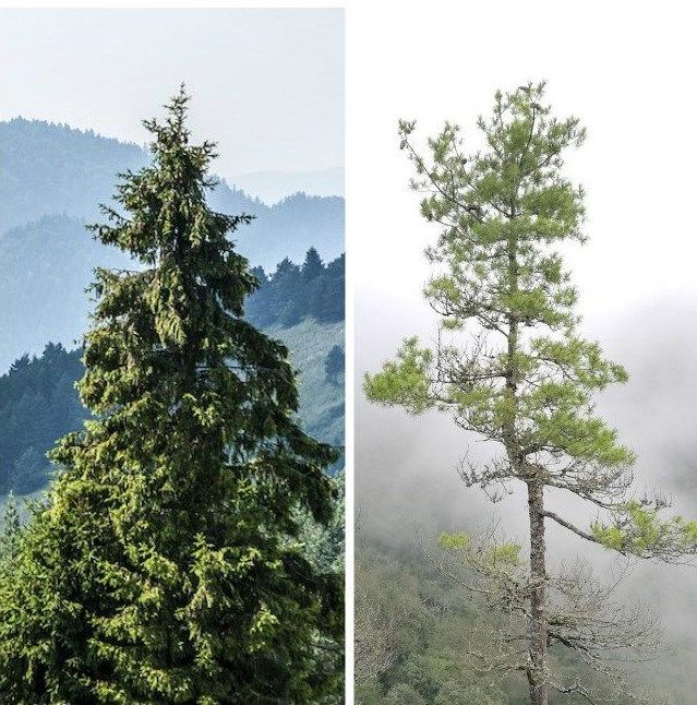 支付宝蚂蚁森林上线了云杉 华山松:仅限合种