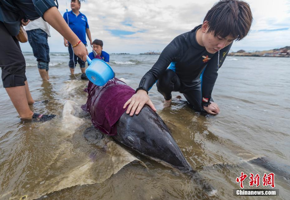 山东荣成民众合力救助野生海豚