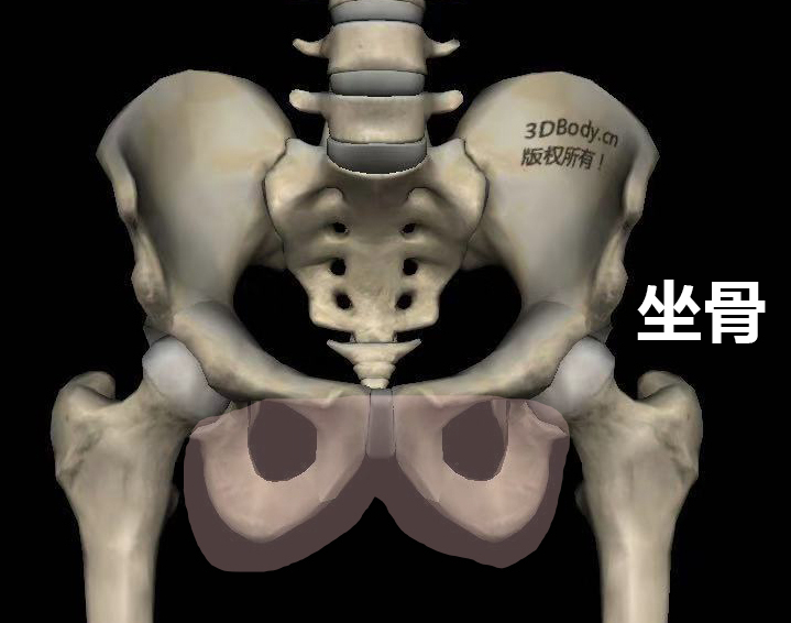 当你坐着的时候屁股和座位相连地方就是坐骨,它位于骨盆下端