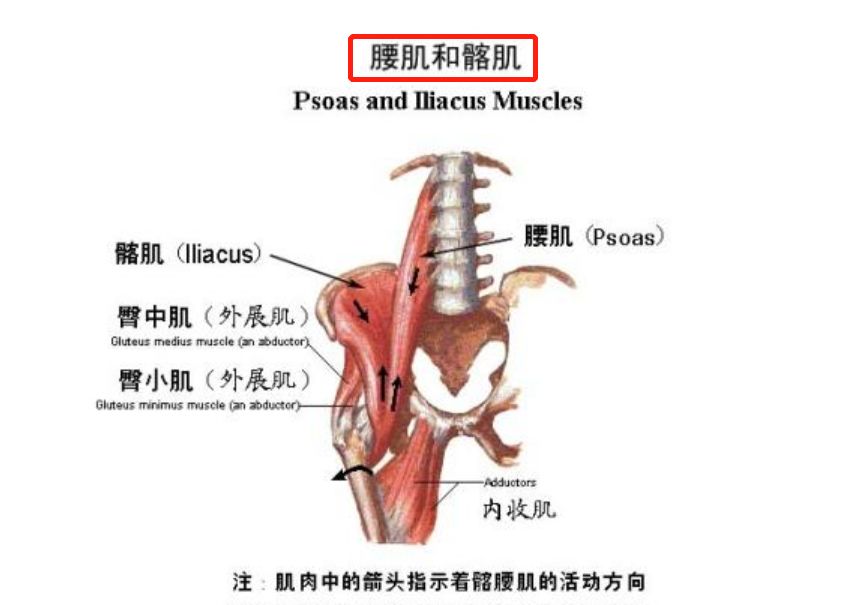 髂腰肌與股直肌,縫匠肌,闊筋膜張肌等肌群組成髖關節屈肌(hip flexors