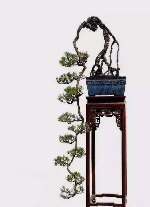 韩学年"悬崖松"的灵感启迪.