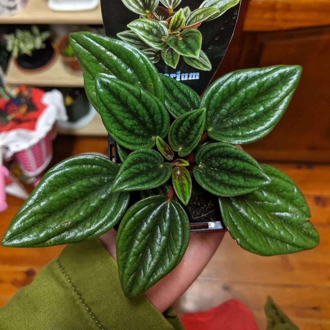 这些小清新的微型盆栽,植株矮小,还特别耐阴,适合养在桌面上__凤凰网