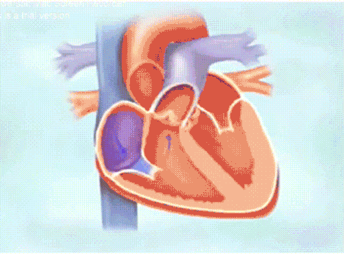 心脏收缩动态图图片