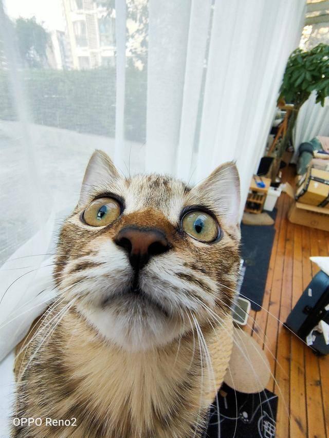 看完reno2的出色拍照成像能力以后,我们来看看博主@在下铁头阿彪 用