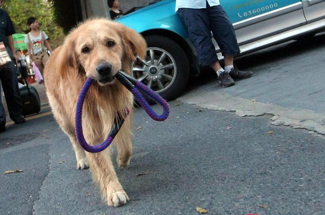 遛狗绳长度不得超过12米太原颁最严养狗令