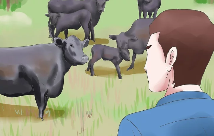 养殖创业:养牛户注意了!牛蹄病怎样预防!__凤凰网