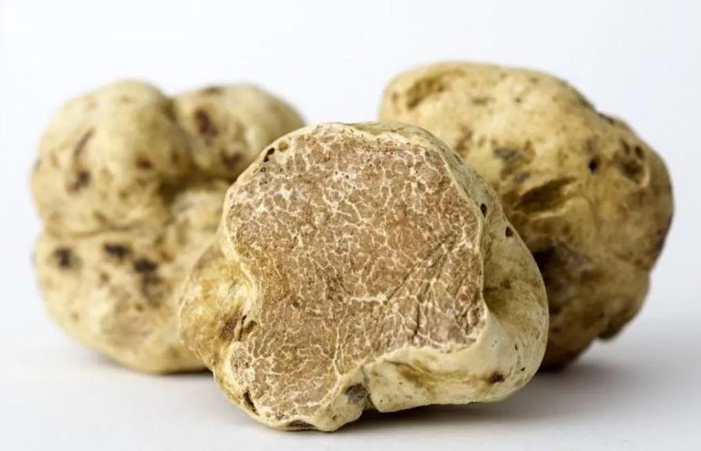 除了颜色不同,白松露和黑松露还有什么区别?