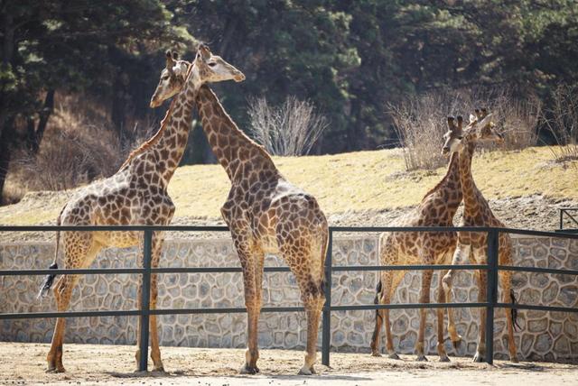 十一小長假怎麼玩?送你一份超好玩的動物園遊園攻略