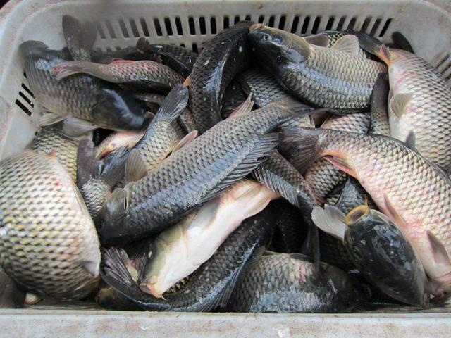 淡水鱼养殖中经常出现的5大营养不良症,你了解吗?