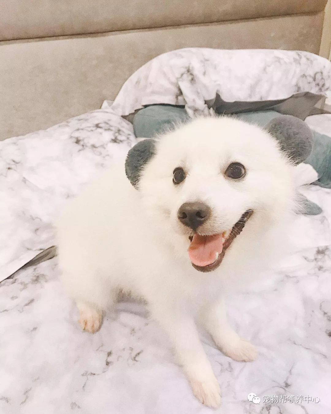 银狐犬带上熊猫发箍,萌化了心…当法斗带上时…像刚拔完牙?