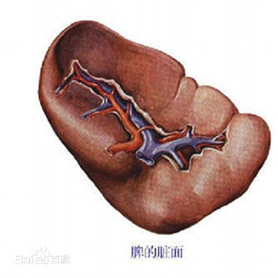 中医学习札记(4):脾__凤凰网