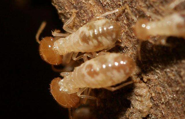白蚁从幼虫到成虫图片图片