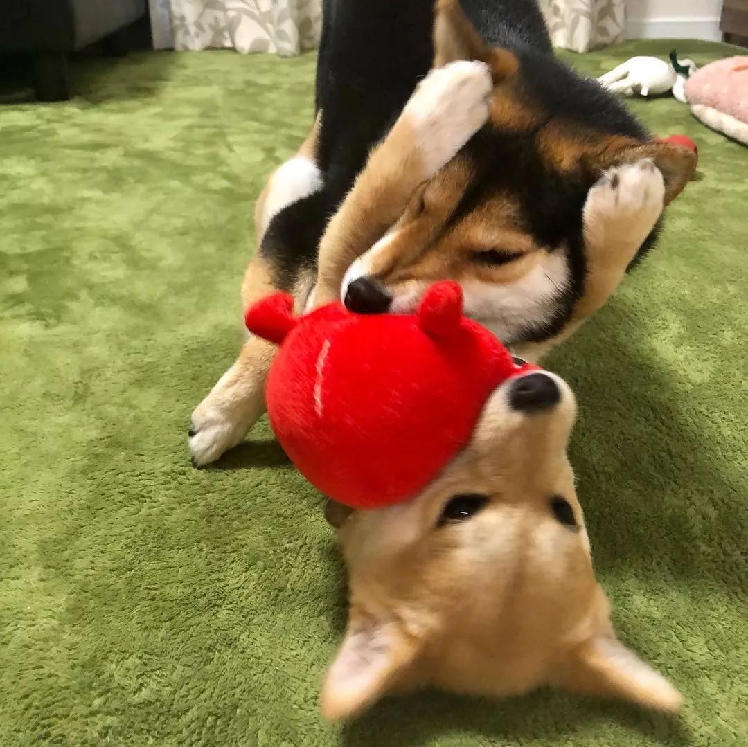 日本俩柴犬,相爱相杀的搞笑画风,太惹人爱啦